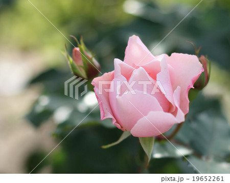 バラ 19652261