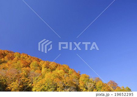青空と紅葉 19652295