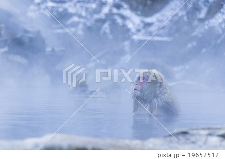 地獄谷温泉の猿 19652512