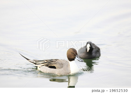 オナガガモ 19652530