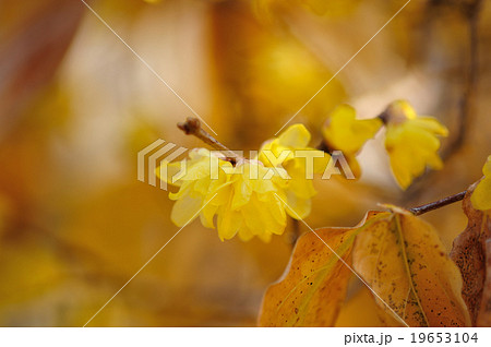 ソシンロウバイ 19653104