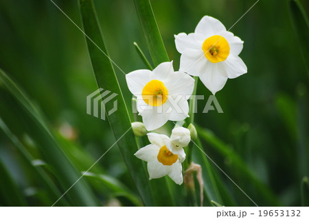 水仙の花 水仙の花 19653132