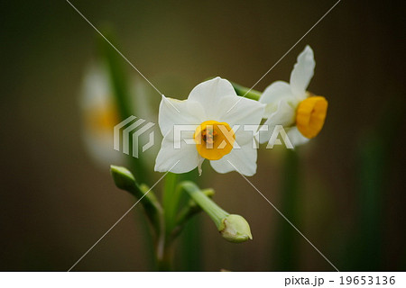 水仙の花 19653136