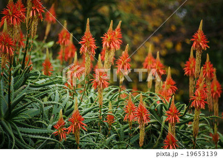 アロエの花（キダチアロエ） 19653139