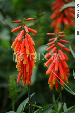 アロエの花（笹百合錦） 19653159