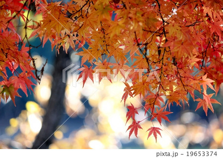 公園の紅葉 19653374
