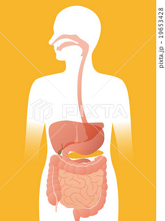 イラスト 消化 食道・胃・小腸・胆嚢・膵臓の仕組み｜食べる（3）