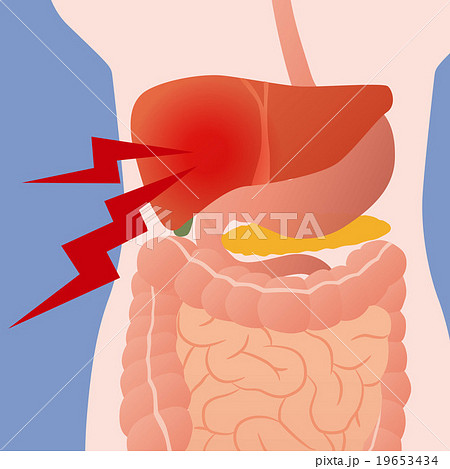 human digestive system clipart