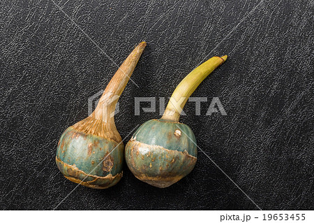 くわい　日本の冬野菜('Caerulea')water chestnut 19653455