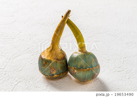 くわい 日本の冬野菜('Caerulea')water chestnut くわい 日本の冬野菜('Caerulea')water chestnut 19653490