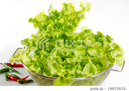 fresh lettuces 19653610