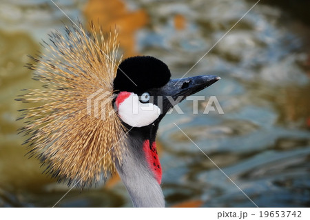 ホオジロカンムリヅル 19653742