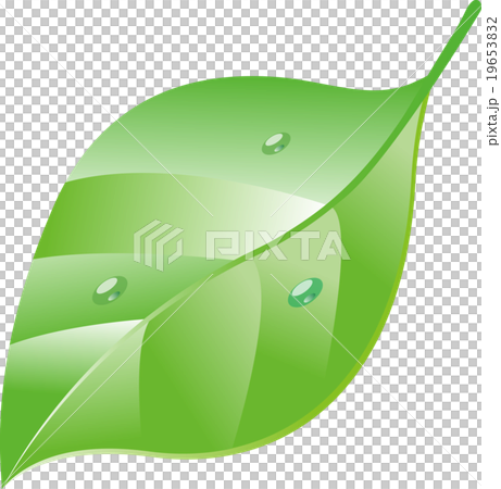 Leaves Plants Leaves Plants 19653832