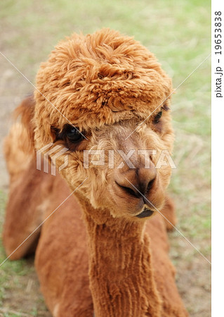 アルパカ 19653838