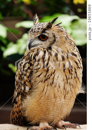 ミミズク 19653869