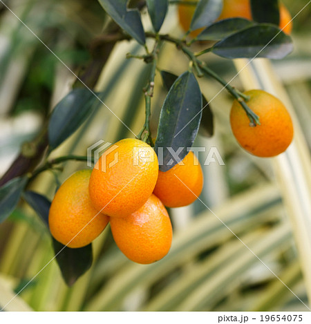 Orange kumquat on the tree 19654075