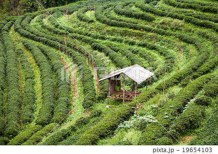 Tea plantation in the Doi Ang Khang, Chiang Mai Tea plantation in the Doi Ang Khang, Chiang Mai 19654103