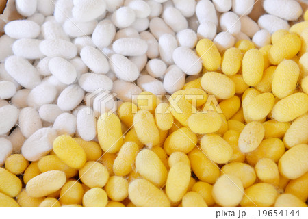 Two species of white cocoon 19654144