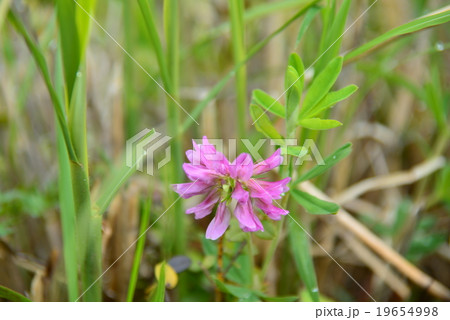 シャジクソウ シャジクソウ 19654998