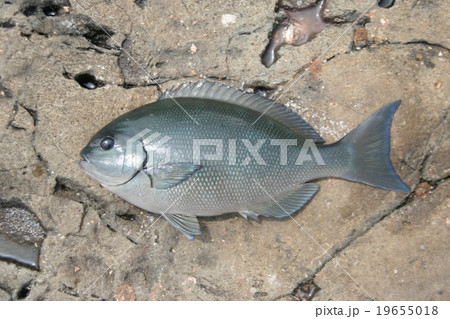 日本の磯の岩場をバックに美しいオナガメジナの魚体 19655018