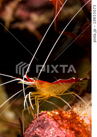 Cleaner Shrimp (Lysmata amboinensis) Cleaner Shrimp (Lysmata amboinensis) 19655075