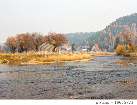naked autumn trees near river 19655772