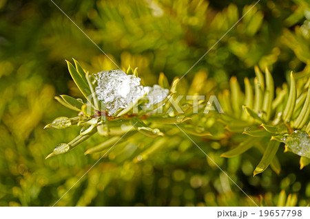 ダイヤモンドのようなオンコの氷 19657798