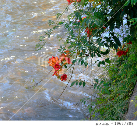大野庄用水とノウゼンカヅラ 19657888