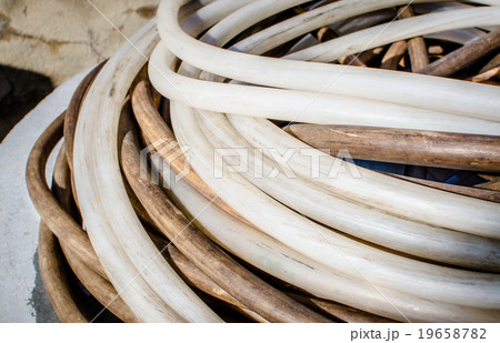 Old Rubber water hose in the sunlight Old Rubber water hose in the sunlight 19658782