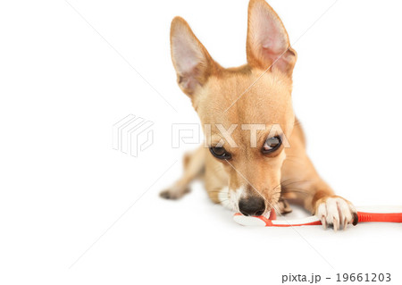 Cute dog chewing on toothbrush 19661203