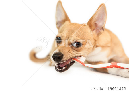 Cute dog chewing on toothbrush 19661896