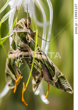 Warm lighting coming out from beautiful lamps 19663107