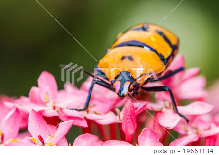 Warm lighting coming out from beautiful lamps 19663134