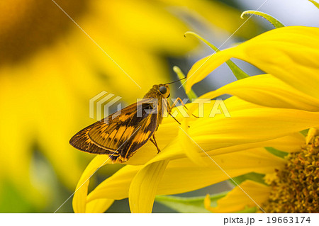 Warm lighting coming out from beautiful lamps 19663174