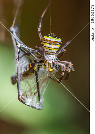 Warm lighting coming out from beautiful lamps 19663175