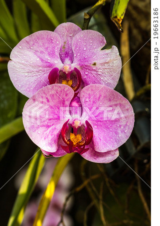 Warm lighting coming out from beautiful lamps 19663186