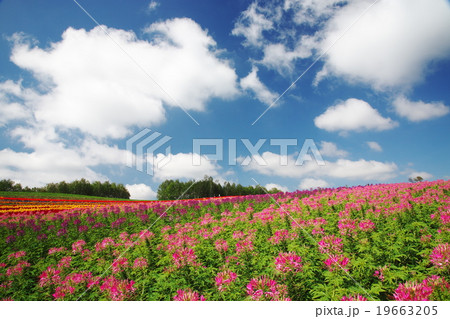 四季彩の丘のクレオメの花 四季彩の丘のクレオメの花 19663205