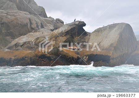凍てつくアラスカ湾の岩礁で寝るトドを発見 凍てつくアラスカ湾の岩礁で寝るトドを発見 19663377