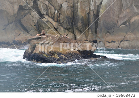 凍てつくアラスカ湾の岩礁に憩うトドのコロニー 19663472