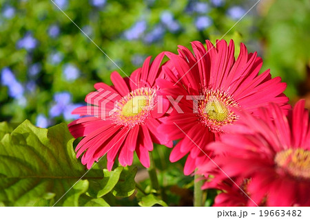 ガーベラ ガーベラ 19663482