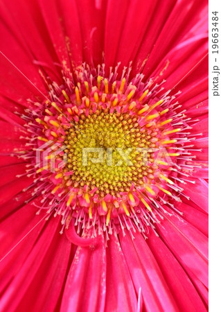 ガーベラ ガーベラ 19663484