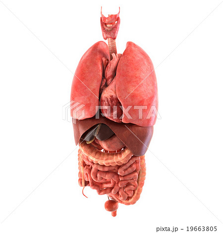 Human internal organs Anatomically accurate render 19663805