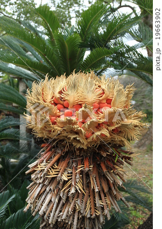 蘇鉄の花の写真素材