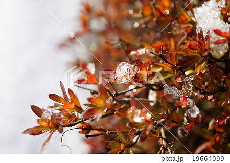 氷ついた半常緑のサツキ 氷ついた半常緑のサツキ 19664099