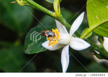 Flower Flies perched on flower Flower Flies perched on flower 19664893