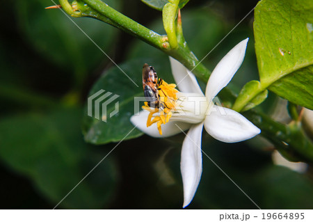 Flower Flies perched on flower Flower Flies perched on flower 19664895