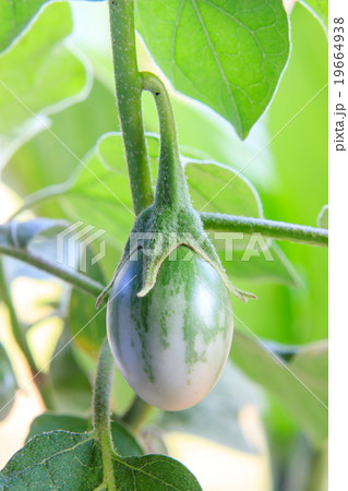Cockroach Berry or green eggplant on plant tree 19664938