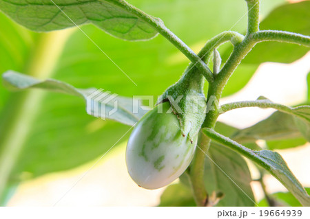 Cockroach Berry or green eggplant on plant tree 19664939