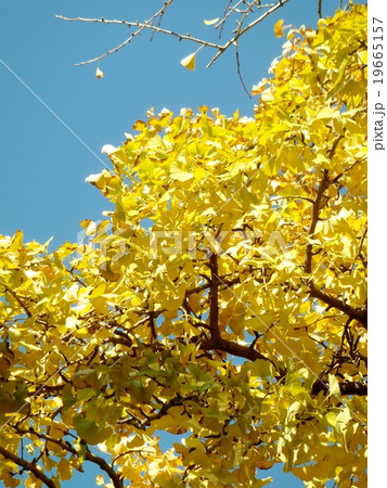 小島新田公園３ 19665157