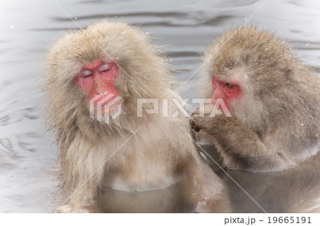 温泉を楽しむおさるさん Monkey enjoying a hot spring 19665191